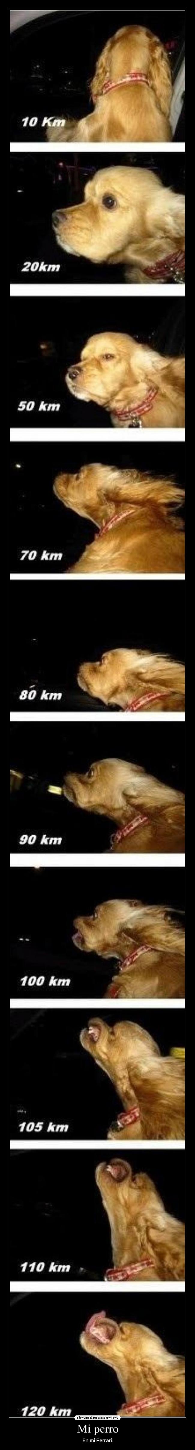 Mi perro - En mi Ferrari.