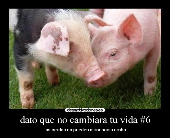 dato que no cambiara tu vida #6 - los cerdos no pueden mirar hacia arriba