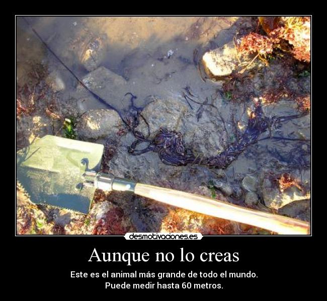 Aunque no lo creas - Este es el animal más grande de todo el mundo.
Puede medir hasta 60 metros.