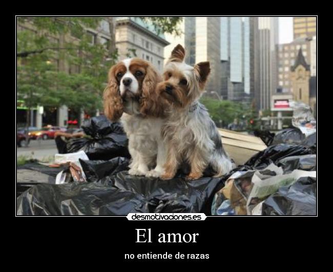 El amor - 