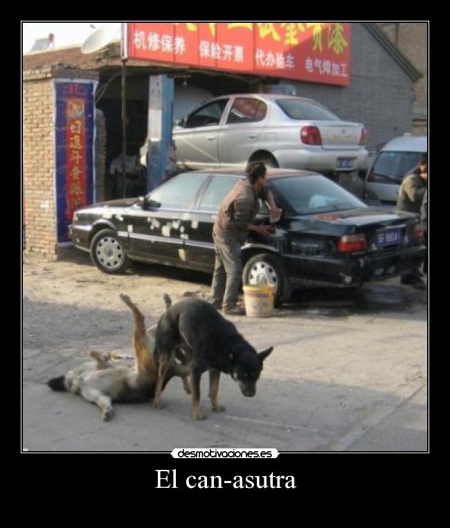 El can-asutra - 