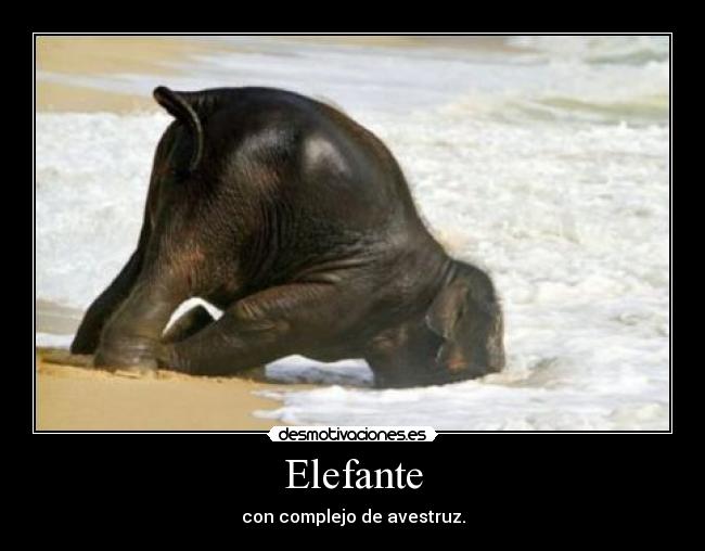 Elefante - 