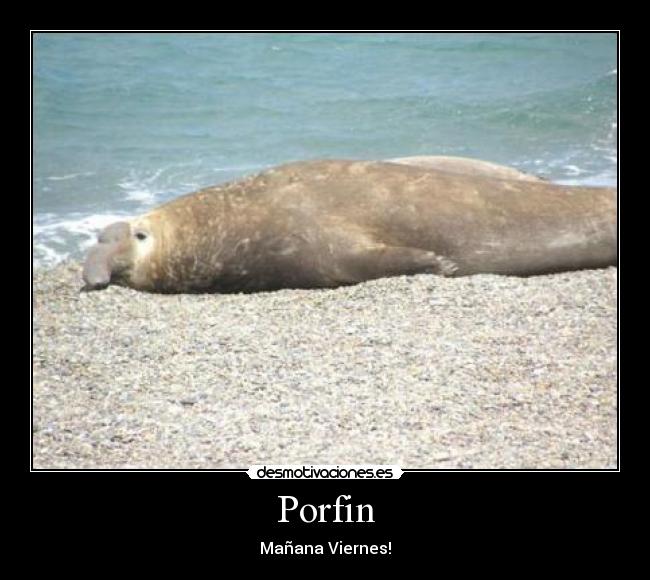 Porfin -