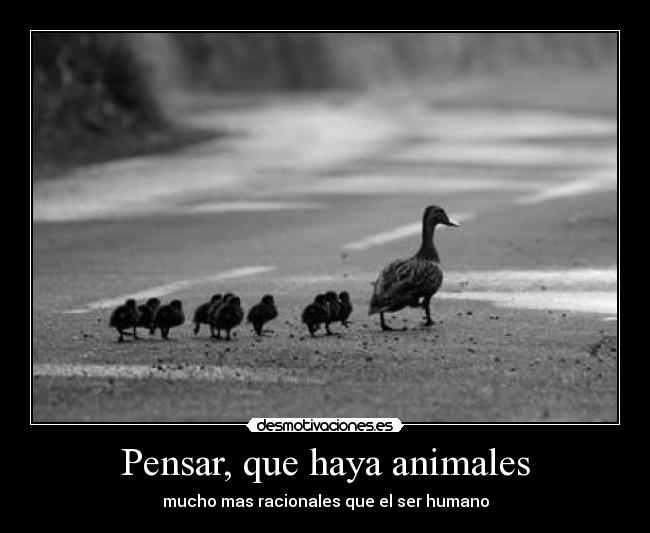 carteles animales racional animal ser humano desmotivaciones
