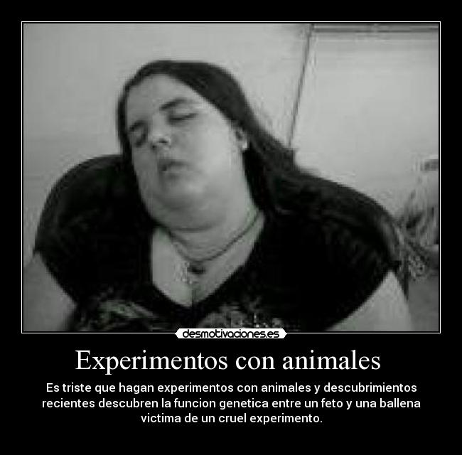 Experimentos con animales -