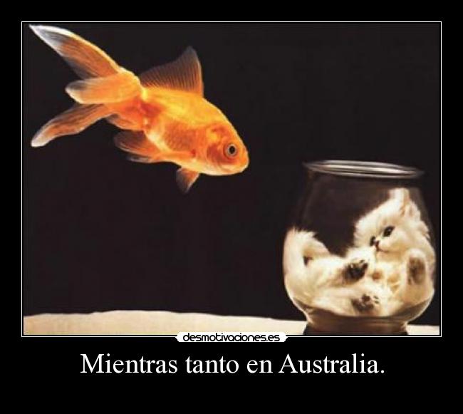 Mientras tanto en Australia. - 