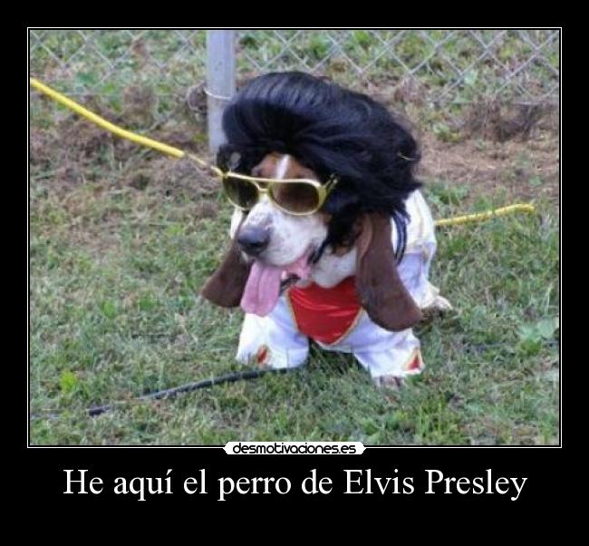 He aquí el perro de Elvis Presley - 