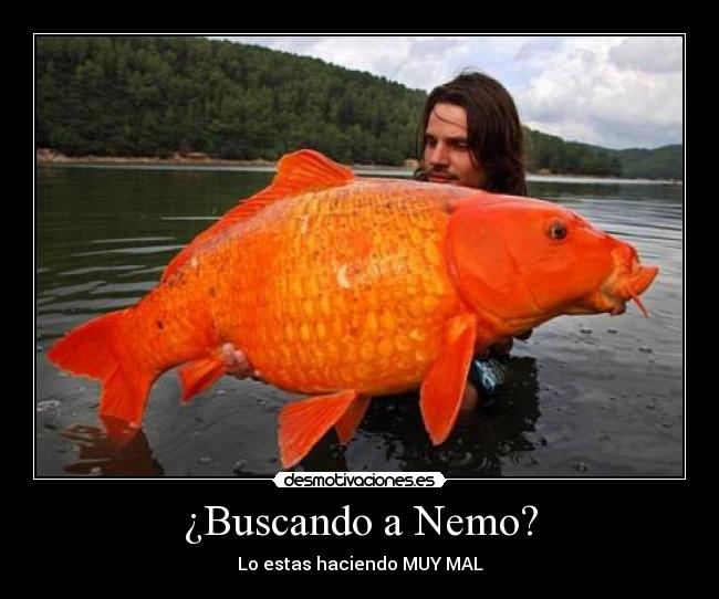 ¿Buscando a Nemo? -