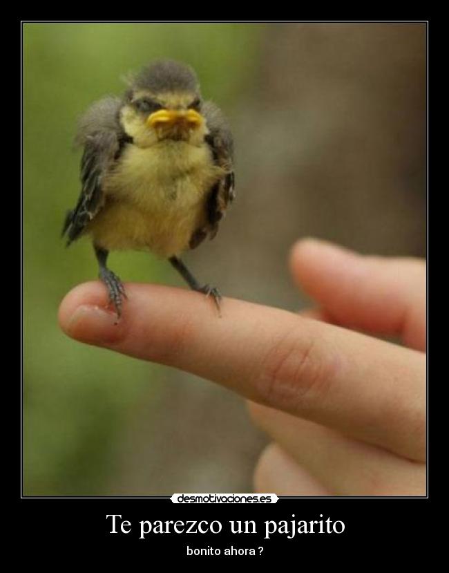 carteles pajaro enfadado desmotivaciones