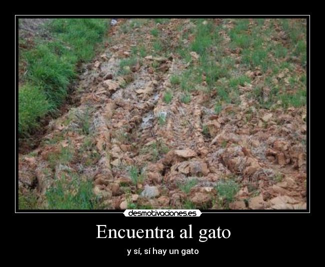 Encuentra al gato - y sí, sí hay un gato