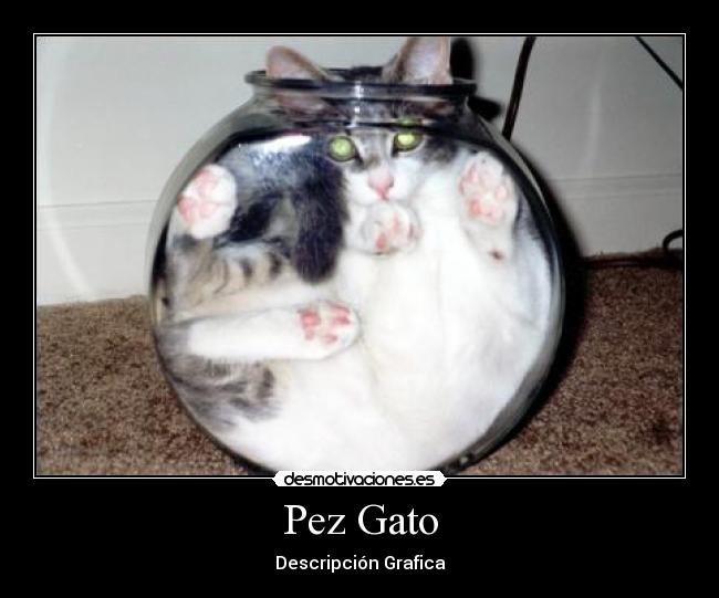 Pez Gato - Descripción Grafica