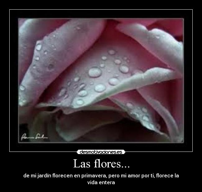 Las flores... - de mi jardín florecen en primavera, pero mi amor por ti, florece la vida entera