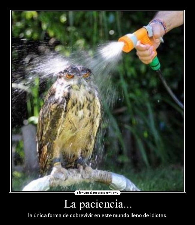 La paciencia... - 