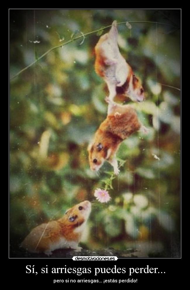 Sí, si arriesgas puedes perder... - pero si no arriesgas... ¡estás perdido!