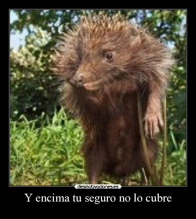 Y encima tu seguro no lo cubre -