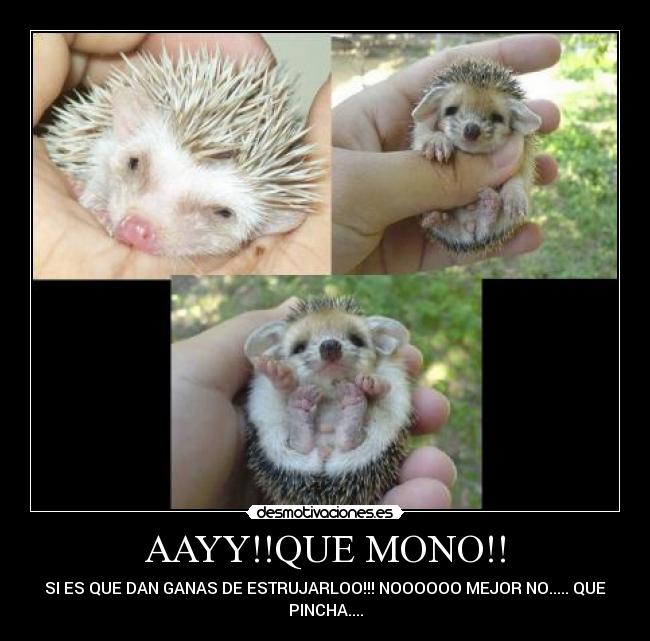 AAYY!!QUE MONO!! - SI ES QUE DAN GANAS DE ESTRUJARLOO!!! NOOOOOO MEJOR NO..... QUE
PINCHA....
