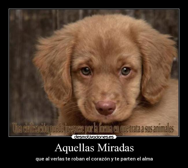 Aquellas Miradas - que al verlas te roban el corazón y te parten el alma