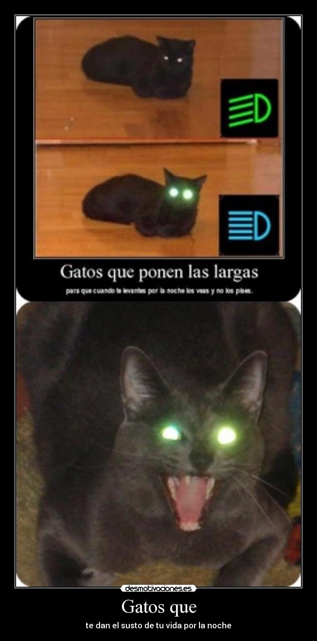 carteles gatos gatos desmotivaciones