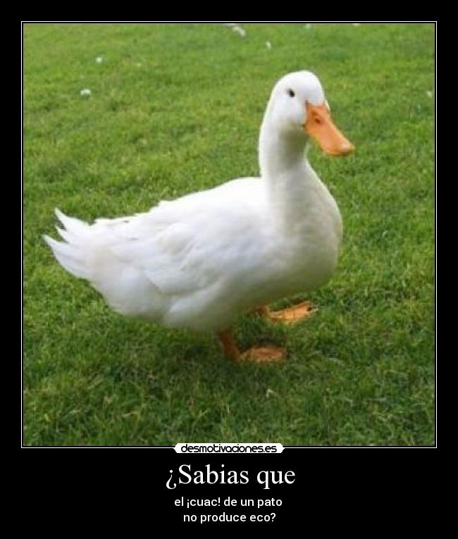 ¿Sabias que -