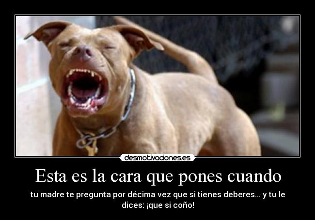 Esta es la cara que pones cuando - tu madre te pregunta por décima vez que si tienes deberes... y tu le dices: ¡que si coño!