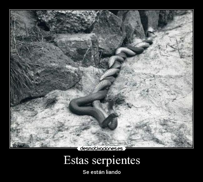 Estas serpientes - Se están liando