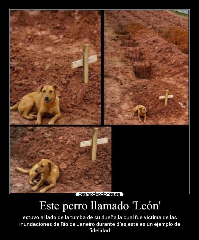 Este perro llamado León - estuvo al lado de la tumba de su dueña,la cual fue víctima de las
inundaciones de Río de Janeiro durante días,este es un ejemplo de
fidelidad