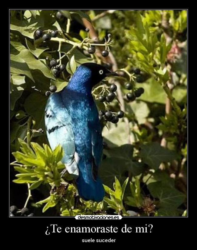 ¿Te enamoraste de mi? - suele suceder