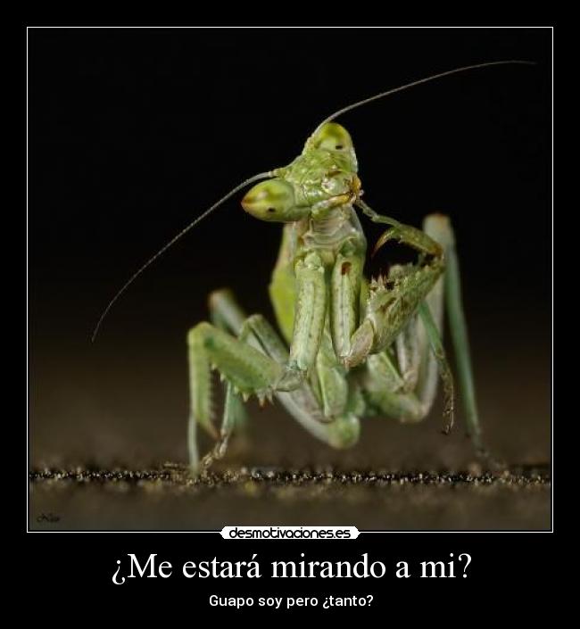 ¿Me estará mirando a mi? - Guapo soy pero ¿tanto?