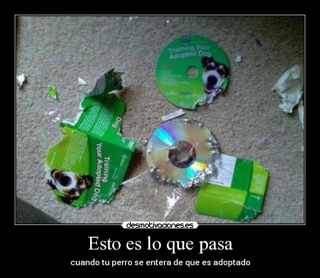 Esto es lo que pasa - cuando tu perro se entera de que es adoptado