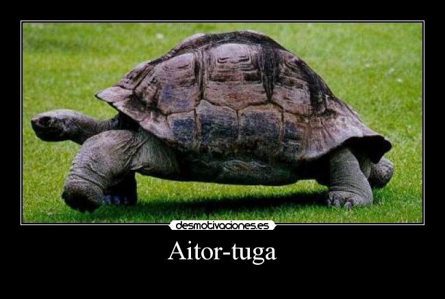 carteles tortuga aitor desmotivaciones