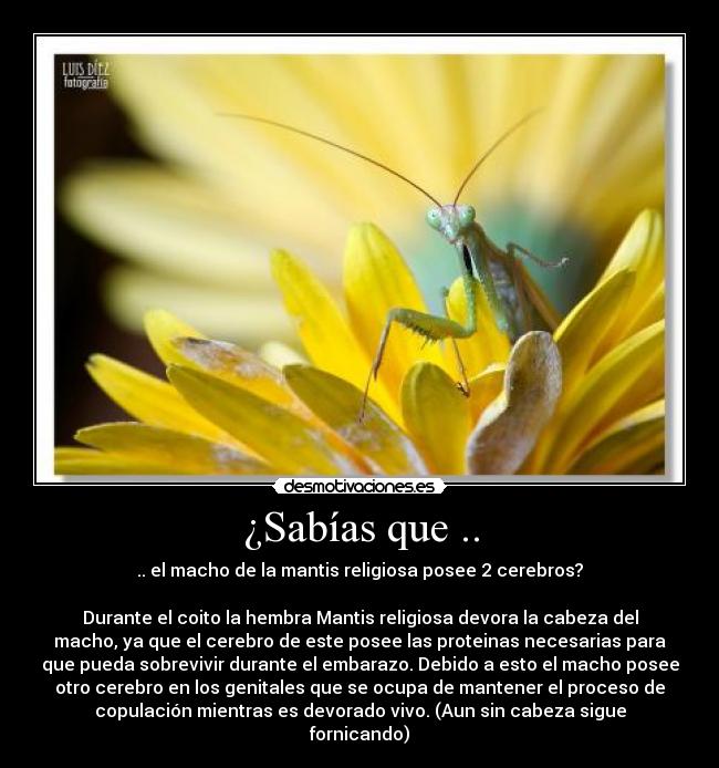 ¿Sabías que .. - .. el macho de la mantis religiosa posee 2 cerebros?
Durante el coito la hembra Mantis religiosa devora la cabeza del
macho, ya que el cerebro de este posee las proteinas necesarias para
que pueda sobrevivir durante el embarazo. Debido a esto el macho posee
otro cerebro en los genitales que se ocupa de mantener el proceso de
copulación mientras es devorado vivo. (Aun sin cabeza sigue
fornicando)