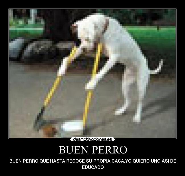 BUEN PERRO -
