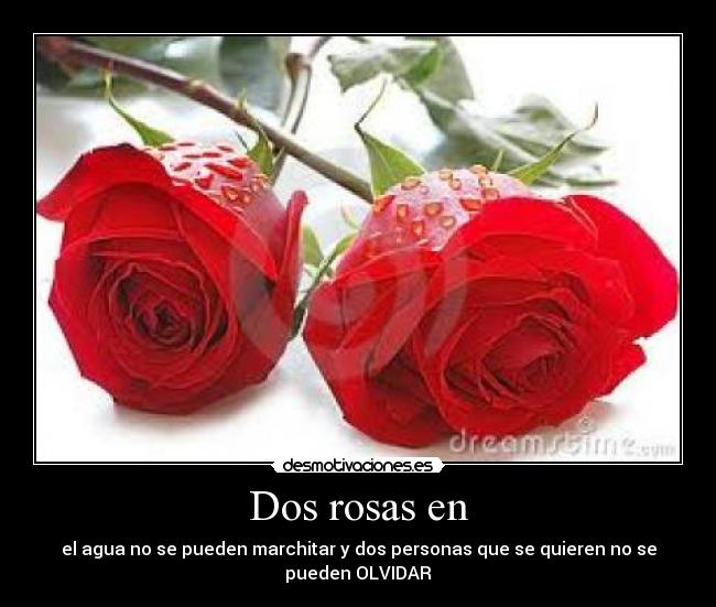 Dos rosas en -