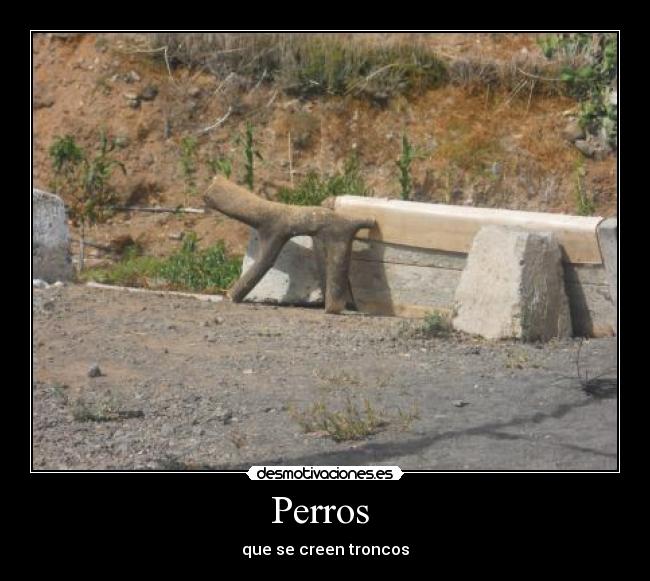 Perros -