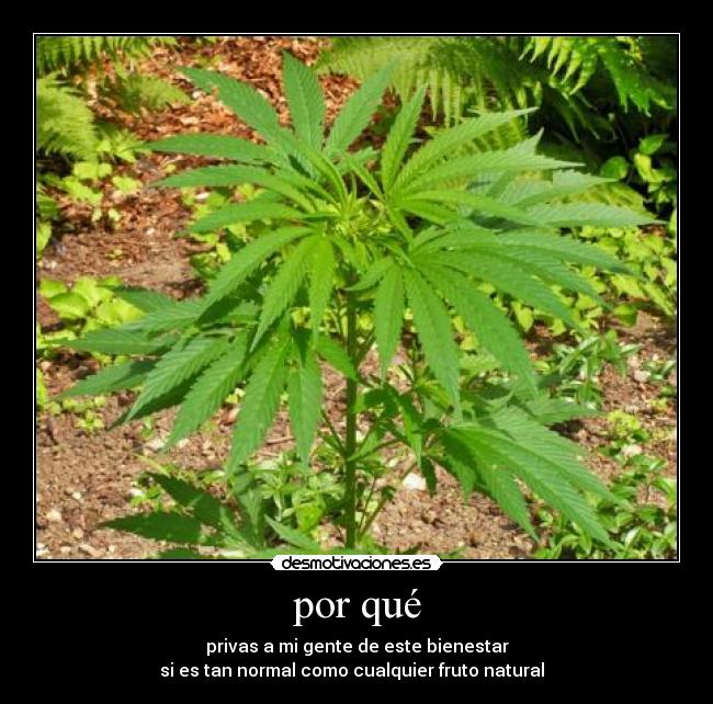 por qué - privas a mi gente de este bienestar
si es tan normal como cualquier fruto natural ♪♫