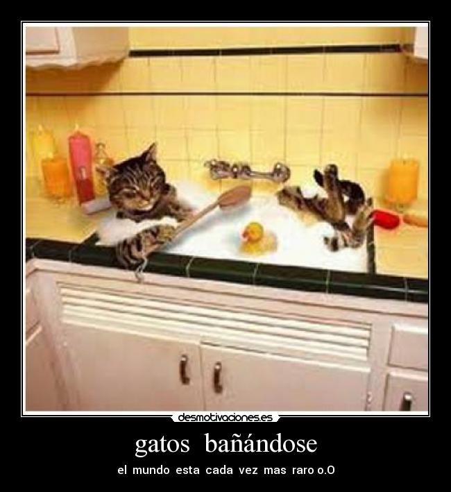 gatos bañándose - el mundo esta cada vez mas raro o.O