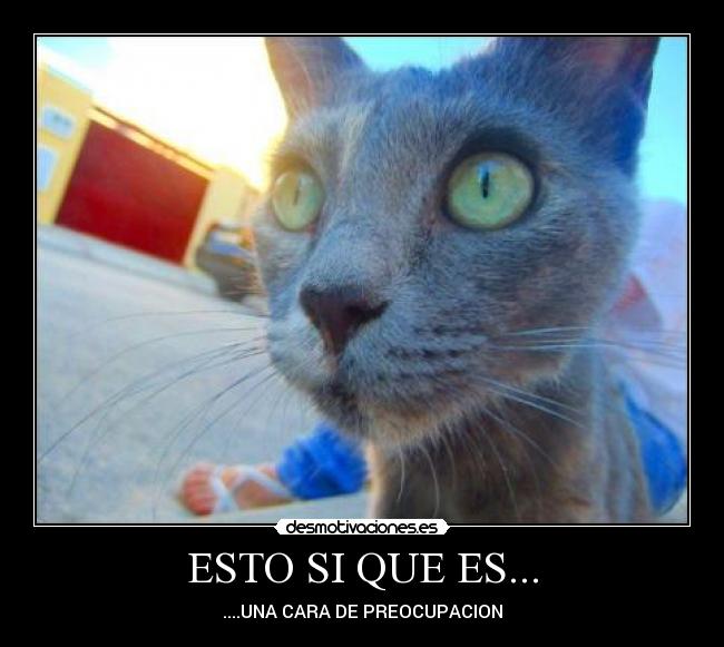 carteles gatos desmotivaciones