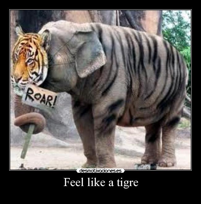 Feel like a tigre -