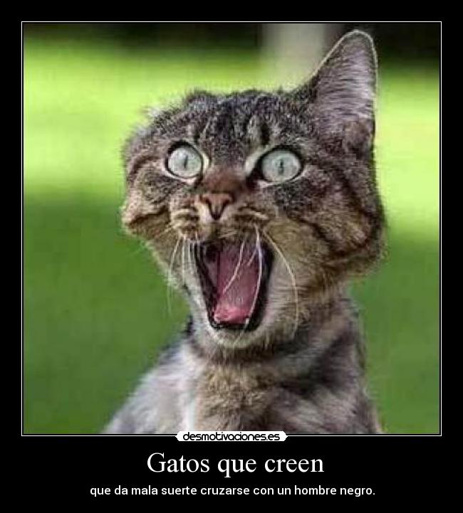 Gatos que creen - que da mala suerte cruzarse con un hombre negro.