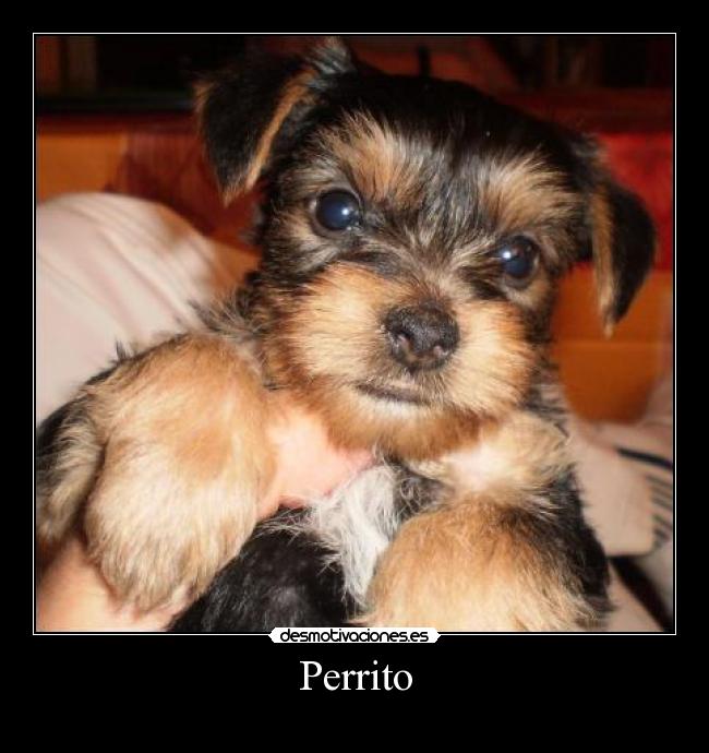 Perrito - 