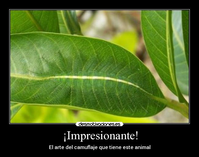 ¡Impresionante! - El arte del camuflaje que tiene este animal