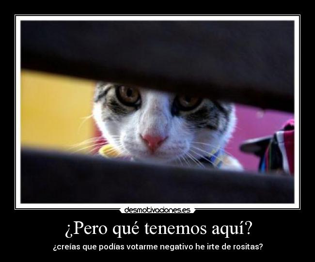 ¿Pero qué tenemos aquí? - ¿creías que podías votarme negativo he irte de rositas?