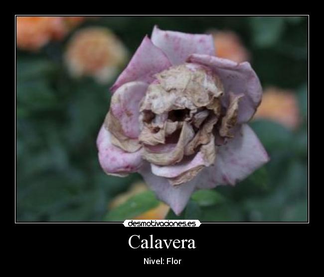 Calavera - 