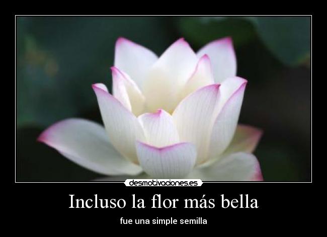 Incluso la flor más bella - fue una simple semilla