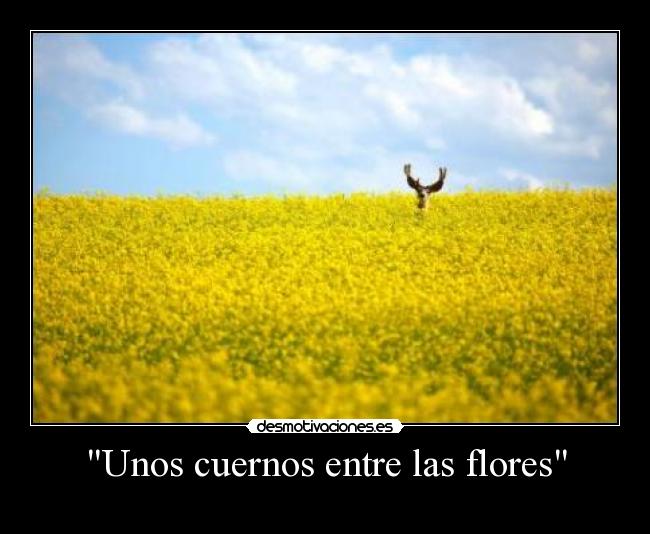 Unos cuernos entre las flores -