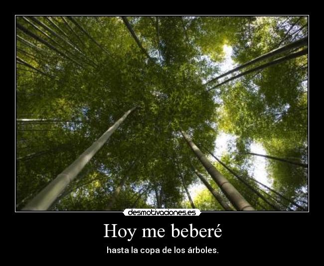 Hoy me beberé - hasta la copa de los árboles.