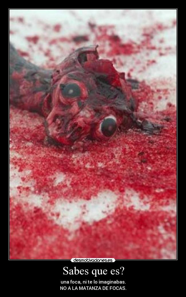 Sabes que es? - 