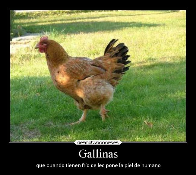 Gallinas - que cuando tienen frío se les pone la piel de humano