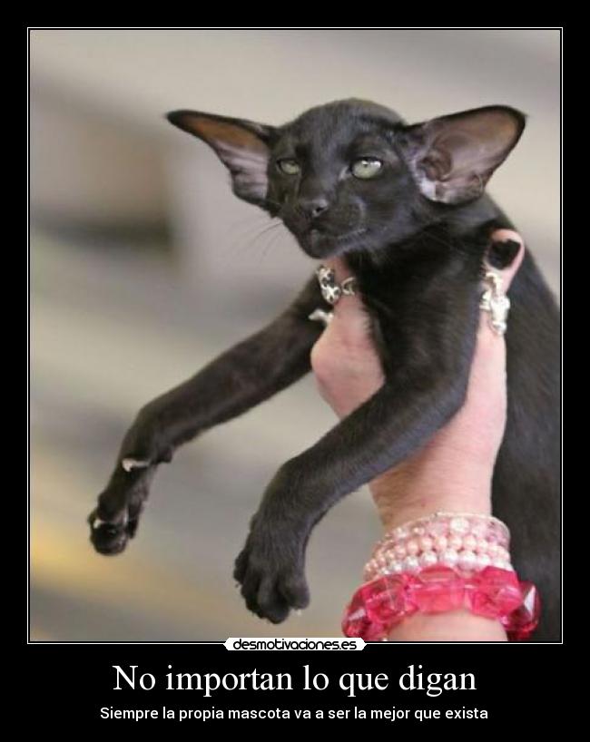 No importan lo que digan - Siempre la propia mascota va a ser la mejor que exista ♥