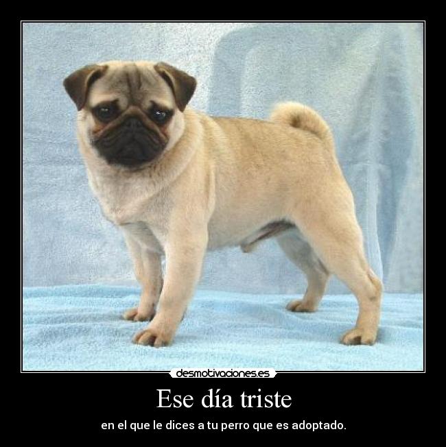 Ese día triste - en el que le dices a tu perro que es adoptado.